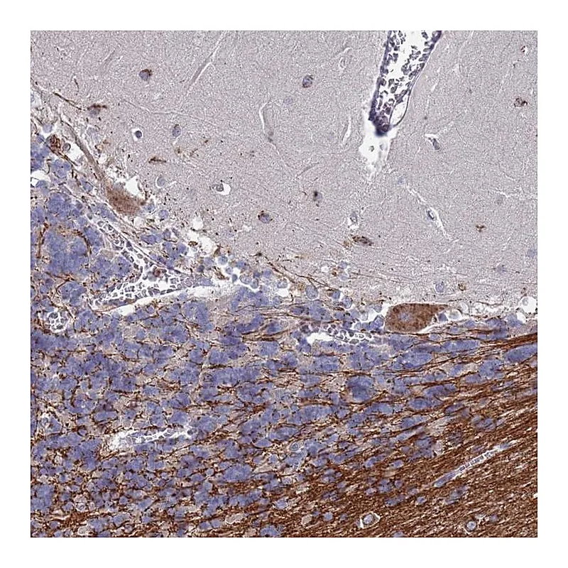 Atlas Antibodies Anti-TCEANC2 Antibody