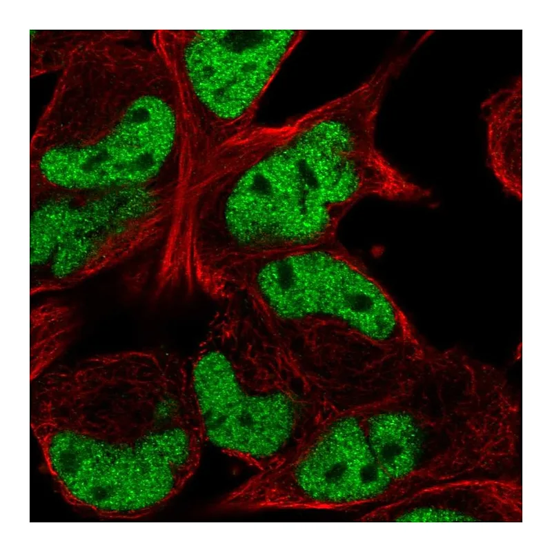 Atlas Antibodies Anti-TCF12 Antibody