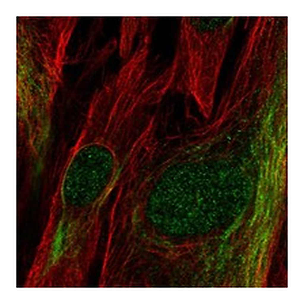 Atlas Antibodies Anti-TCF19 Antibody