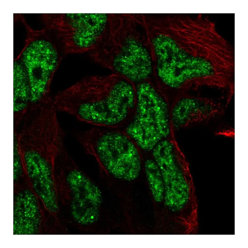 Atlas Antibodies Anti-TCF15 Antibody