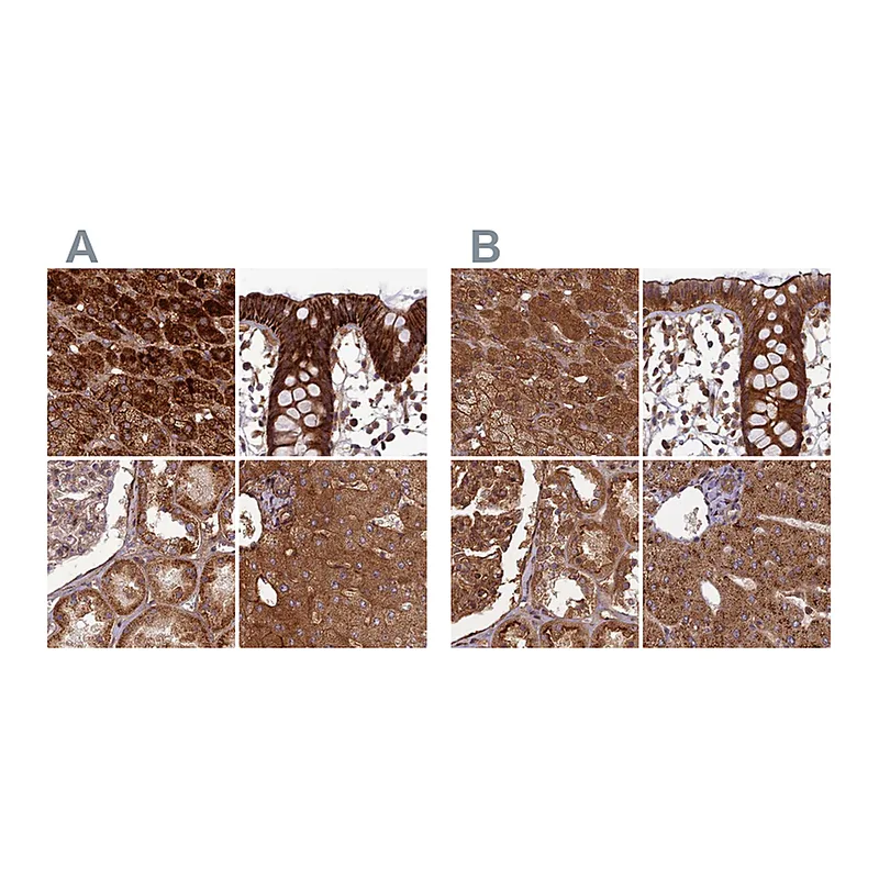Atlas Antibodies Anti-TCF25 Antibody