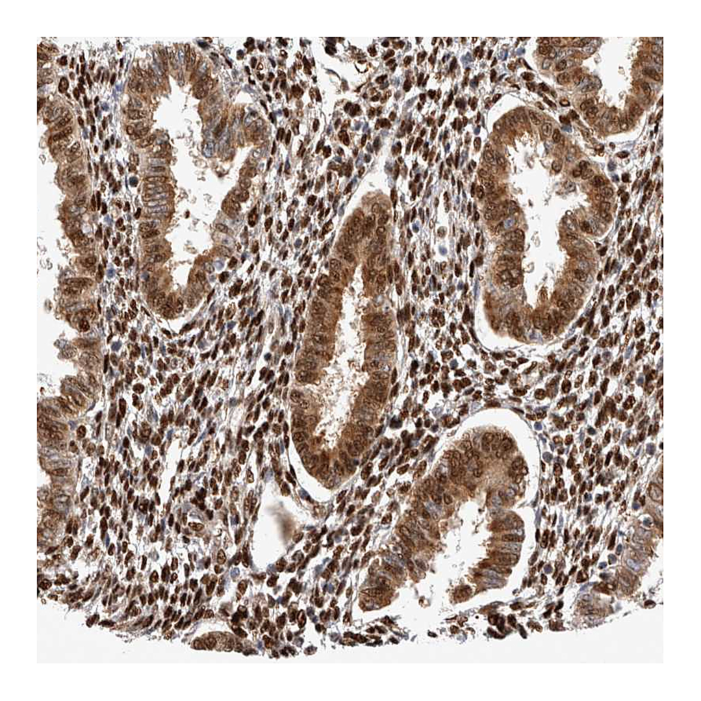 Atlas Antibodies Anti-TCF4 Antibody