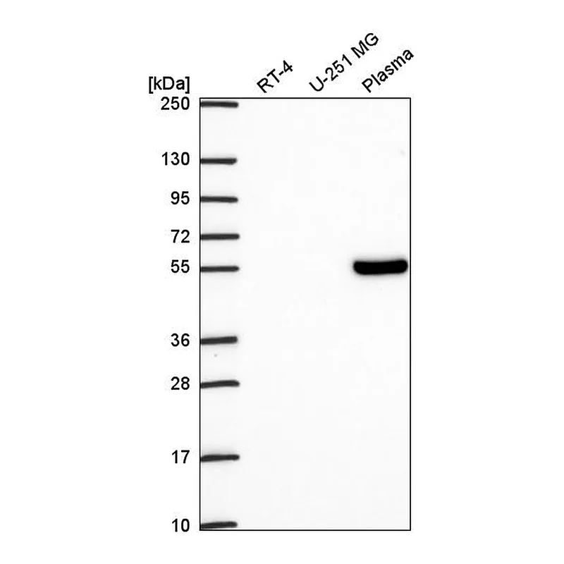 Atlas Antibodies Anti-TCF7 Antibody