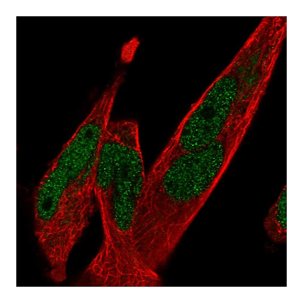 Atlas Antibodies Anti-TCF7L1 Antibody