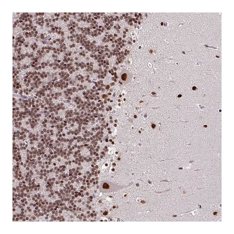 Atlas Antibodies Anti-TDG Antibody
