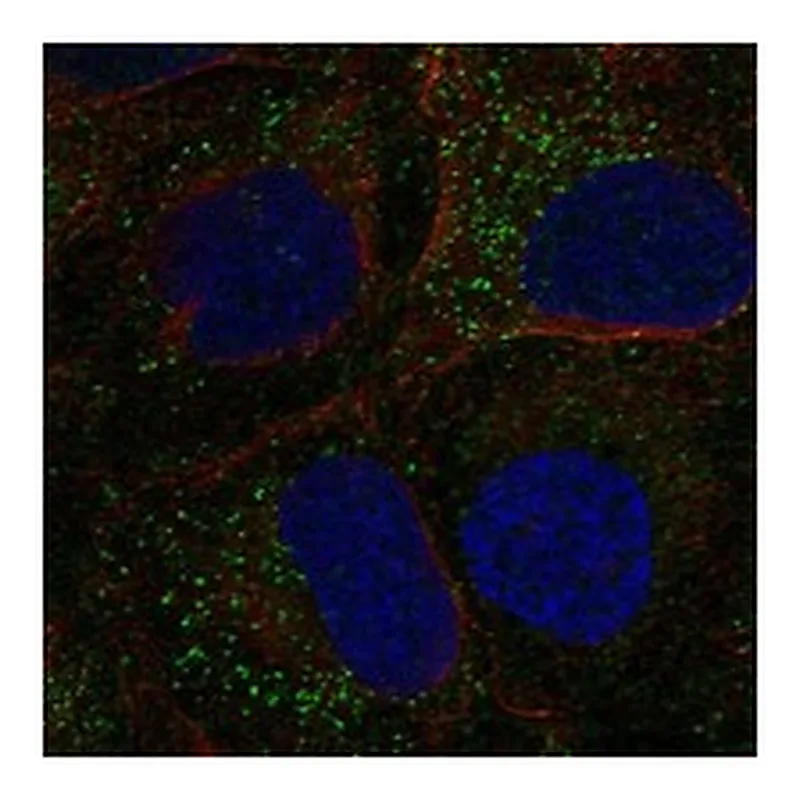 Atlas Antibodies Anti-TDGF1 Antibody