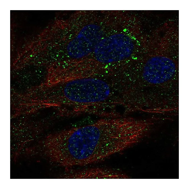Atlas Antibodies Anti-TDRD10 Antibody