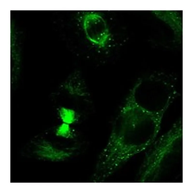Atlas Antibodies Anti-TDRD6 Antibody