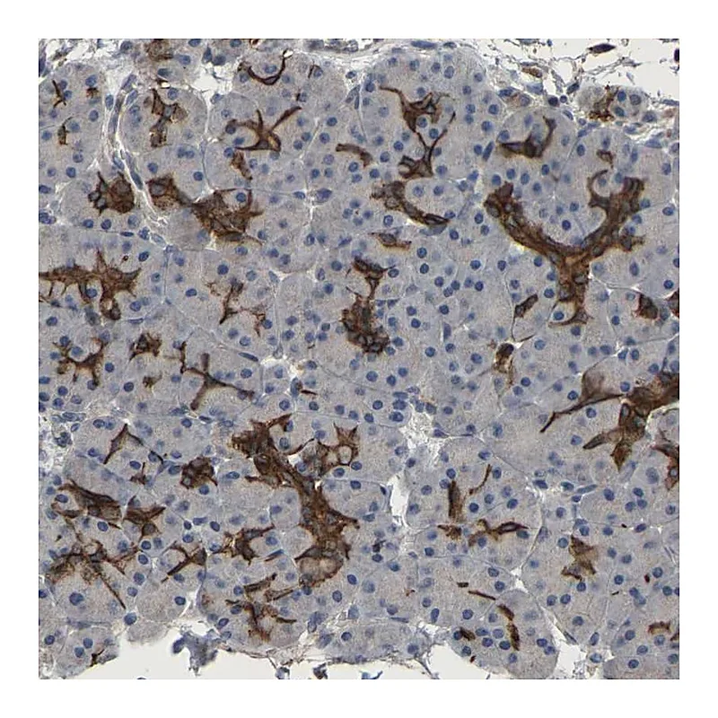 Atlas Antibodies Anti-TDRKH Antibody