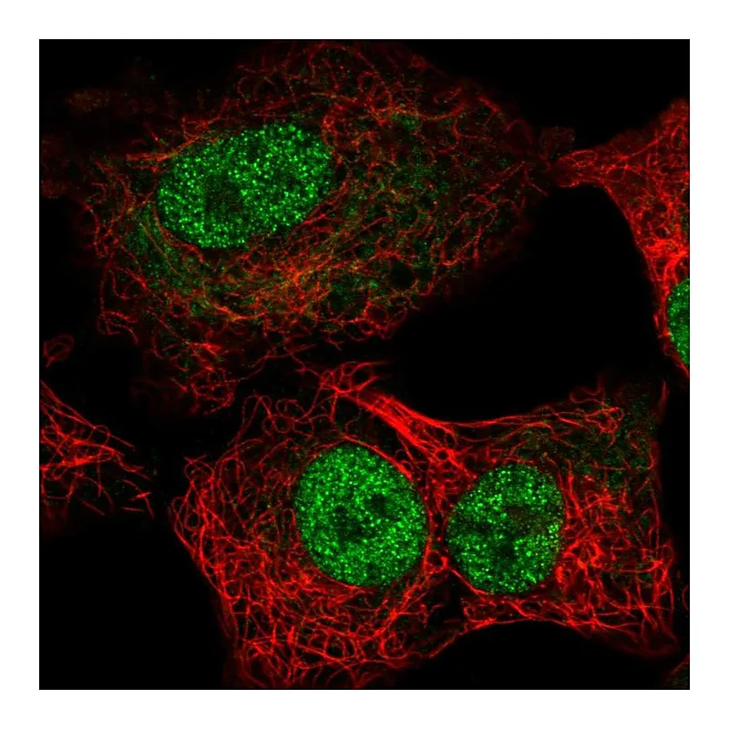 Atlas Antibodies Anti-TEAD1 Antibody