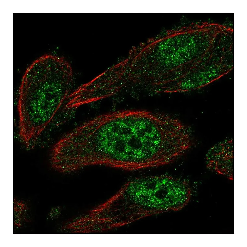 Atlas Antibodies Anti-TEAD2 Antibody