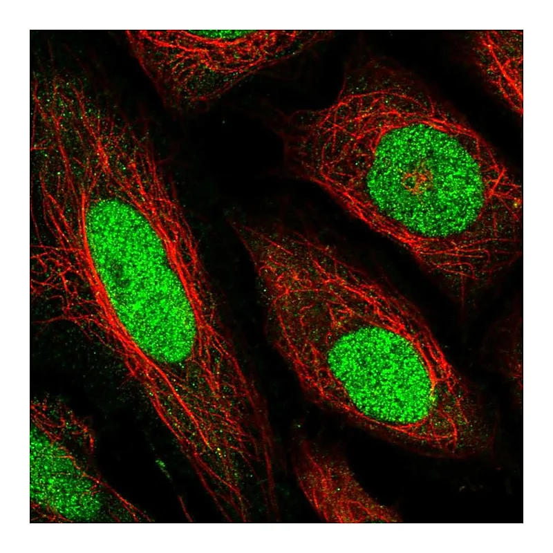 Atlas Antibodies Anti-TEAD1 Antibody