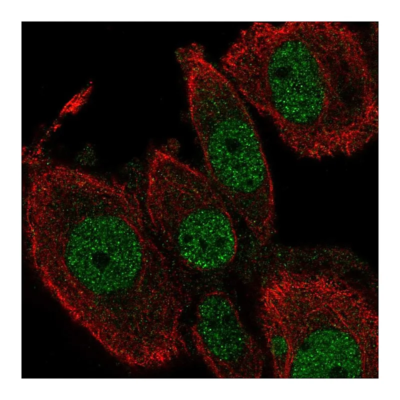 Atlas Antibodies Anti-TEAD2 Antibody
