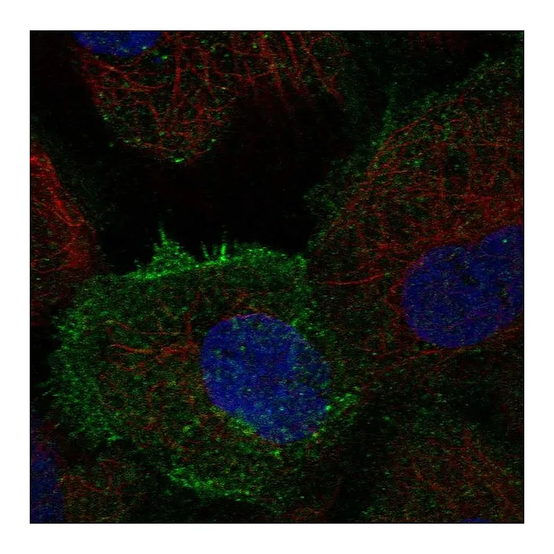 Atlas Antibodies Anti-TEC Antibody