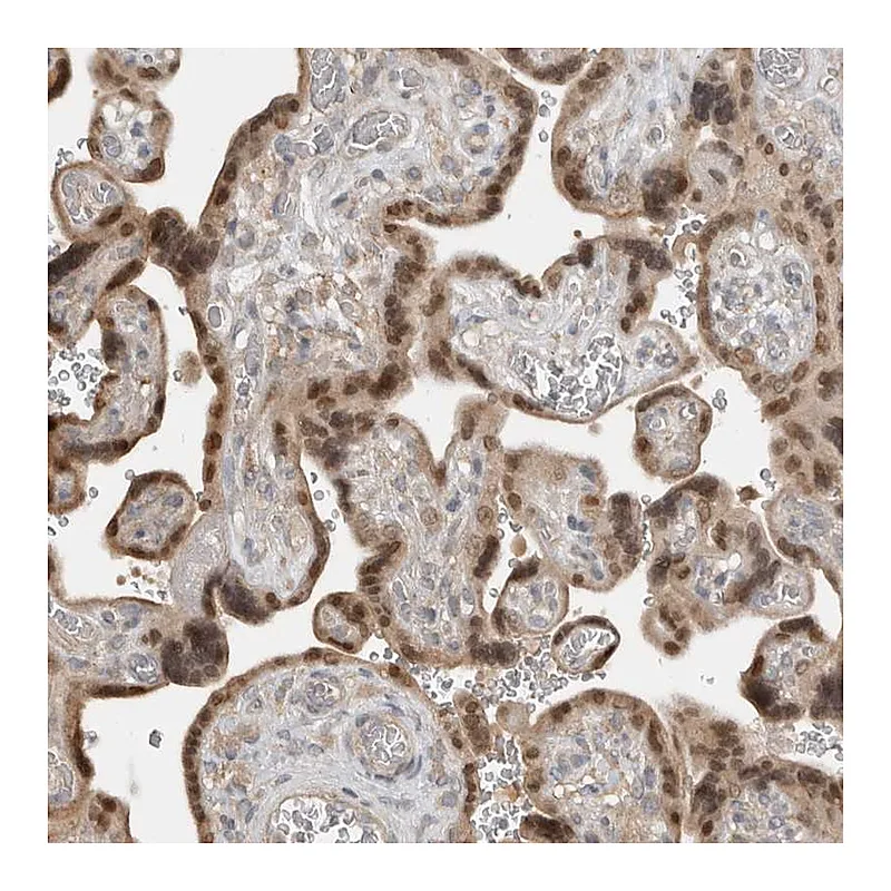 Atlas Antibodies Anti-TEAD3 Antibody