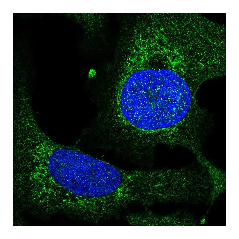 Atlas Antibodies Anti-TEFM Antibody