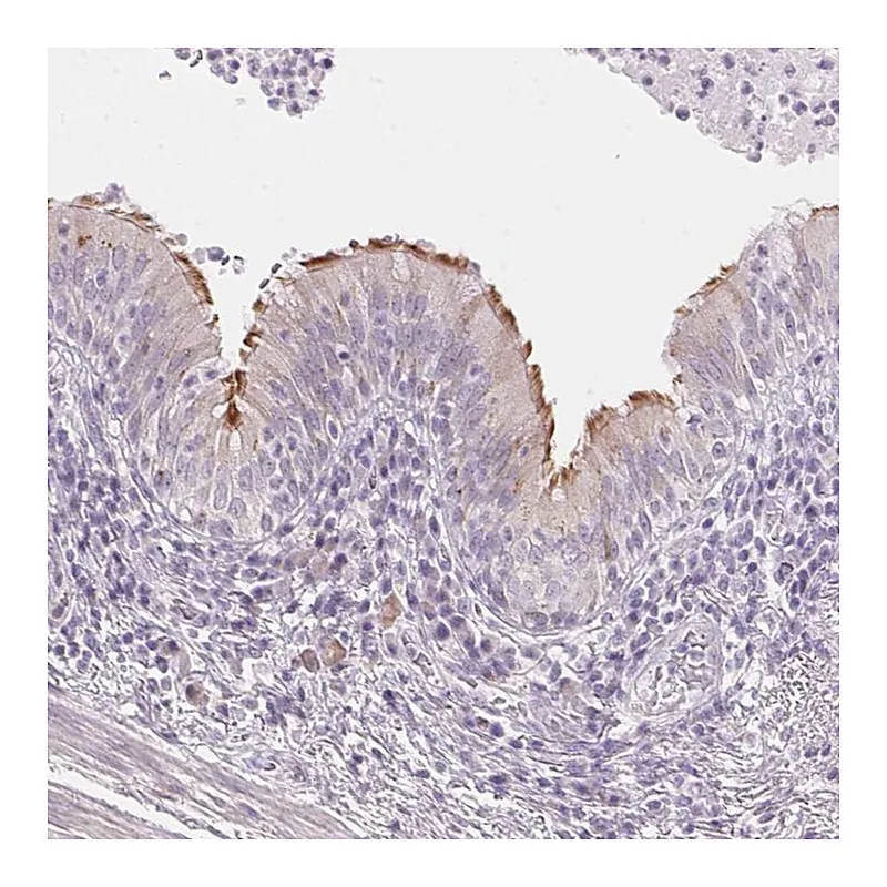 Atlas Antibodies Anti-TEKT1 Antibody