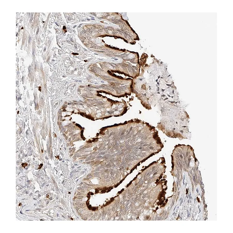 Atlas Antibodies Anti-TEKT2 Antibody