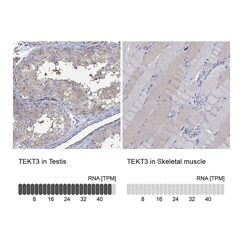 Atlas Antibodies Anti-TEKT3 Antibody