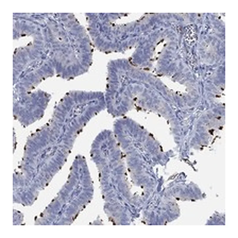 Atlas Antibodies Anti-TEKT4 Antibody