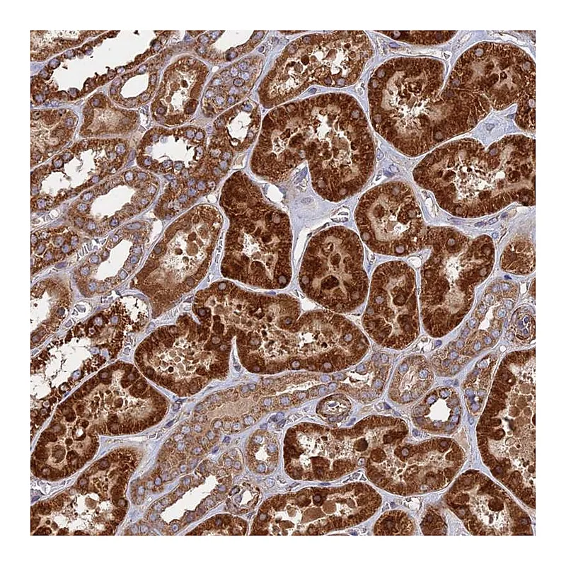 Atlas Antibodies Anti-TELO2 Antibody