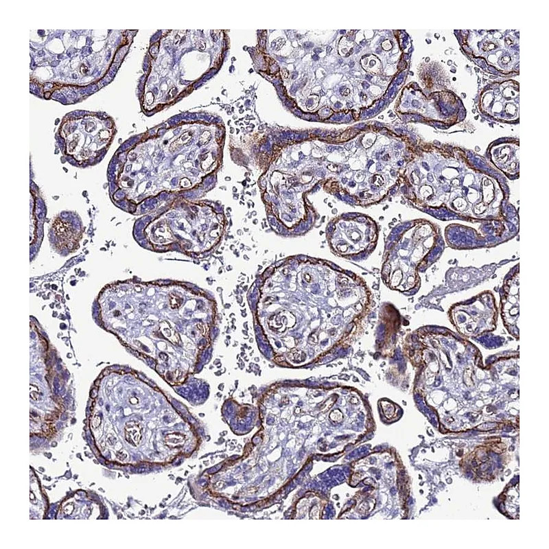 Atlas Antibodies Anti-TENM3 Antibody
