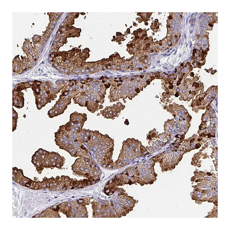 Atlas Antibodies Anti-TEKT4 Antibody