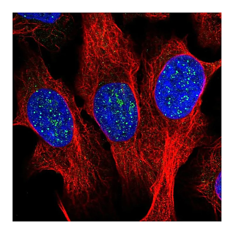 Atlas Antibodies Anti-TERF1 Antibody