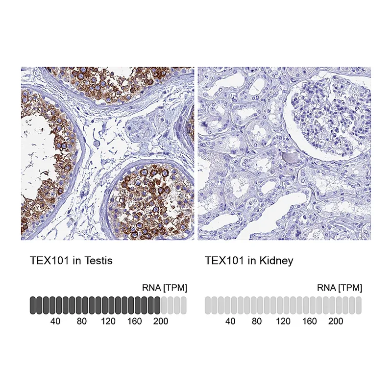 Atlas Antibodies Anti-TEX101 Antibody