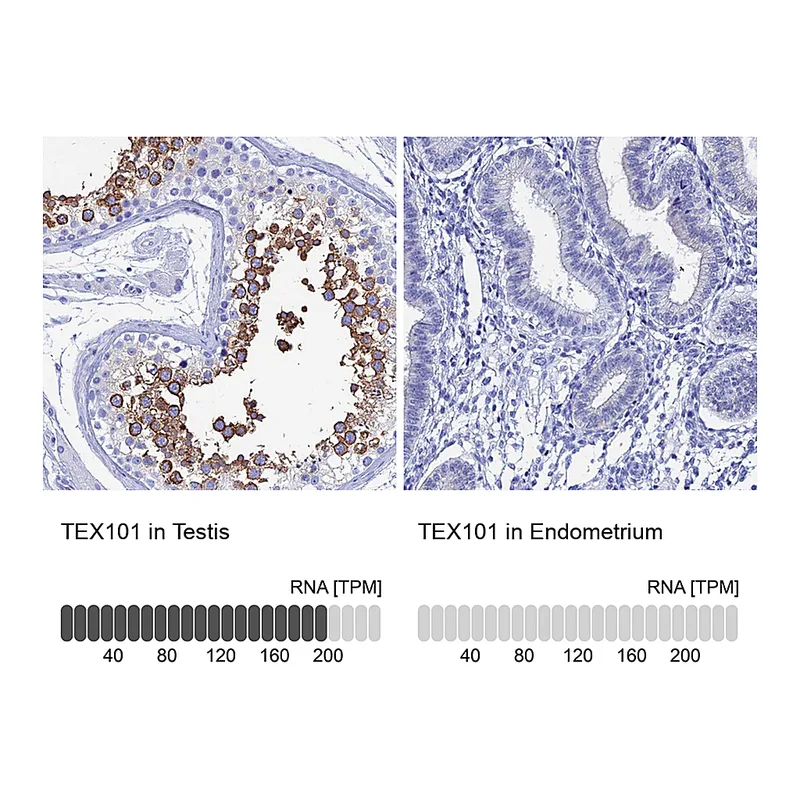 Atlas Antibodies Anti-TEX101 Antibody