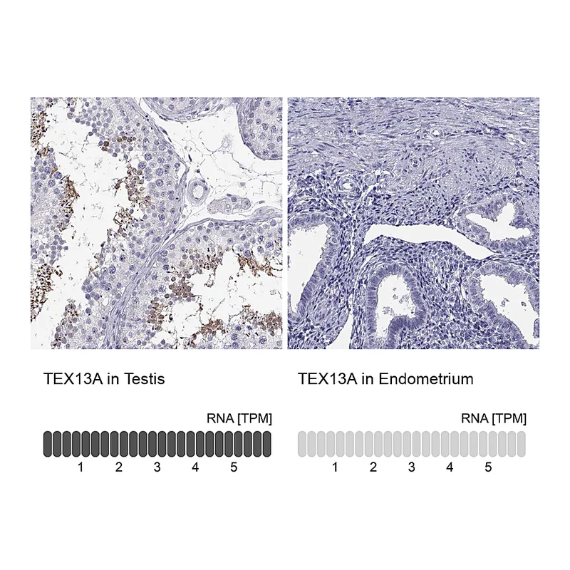 Atlas Antibodies Anti-TEX13A Antibody
