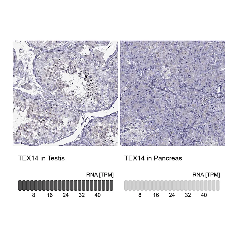 Atlas Antibodies Anti-TEX14 Antibody