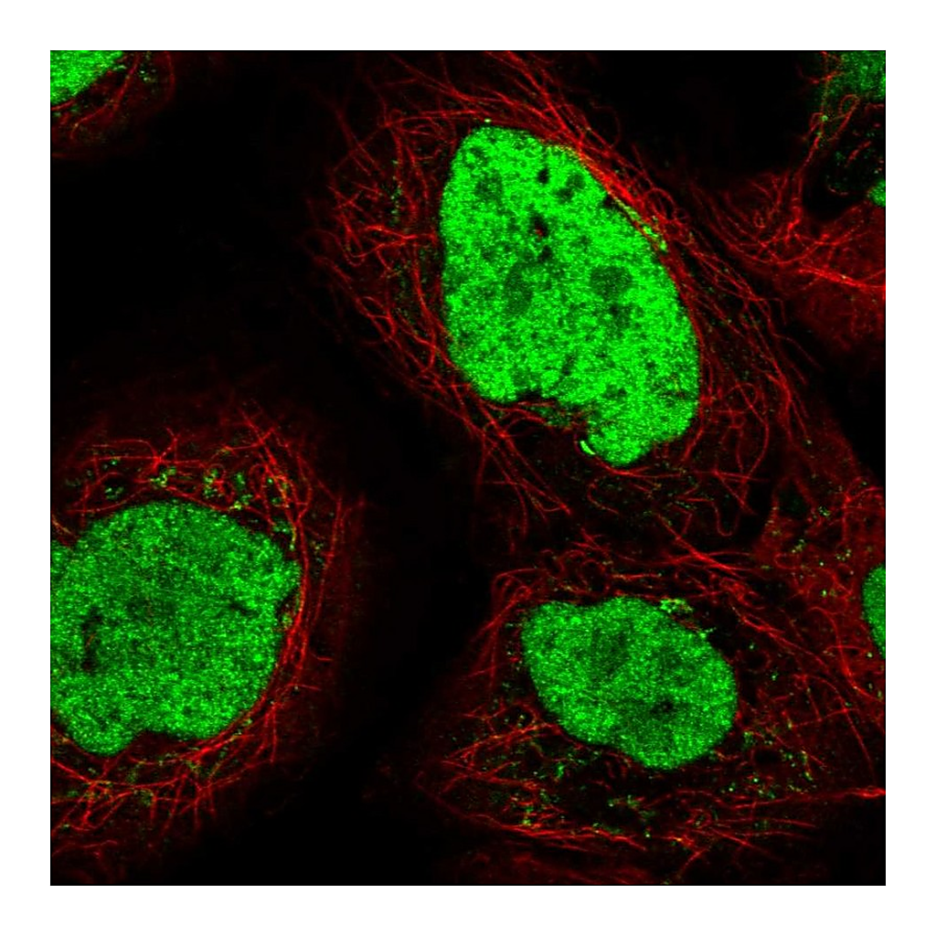 Atlas Antibodies Anti-TEX2 Antibody