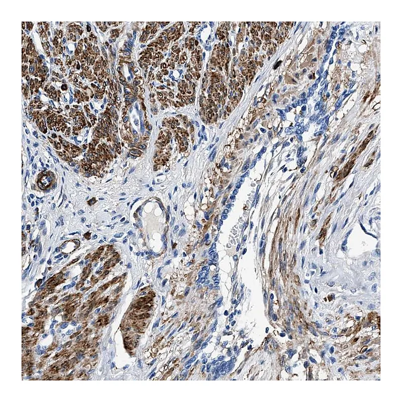 Atlas Antibodies Anti-TEX261 Antibody
