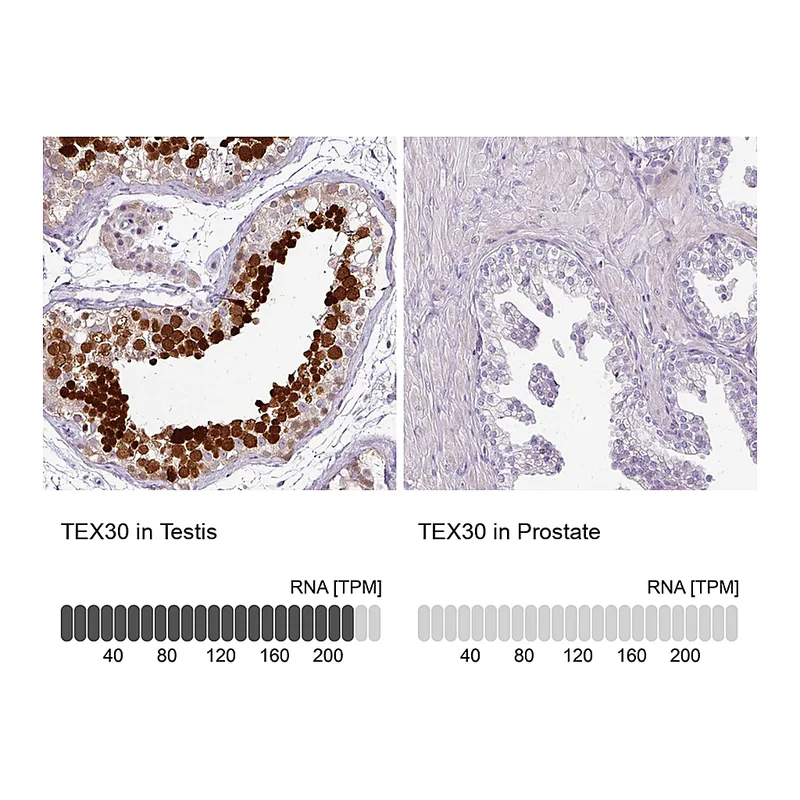 Atlas Antibodies Anti-TEX30 Antibody