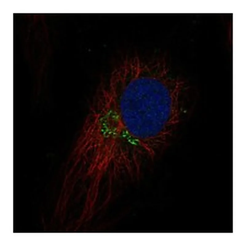 Atlas Antibodies Anti-TEX26 Antibody