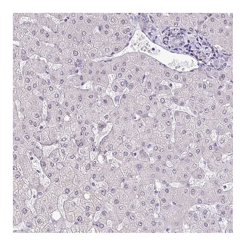 Atlas Antibodies Anti-TEX33 Antibody