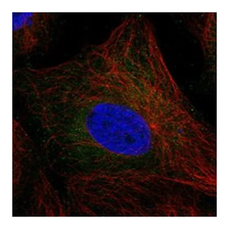 Atlas Antibodies Anti-TEX37 Antibody