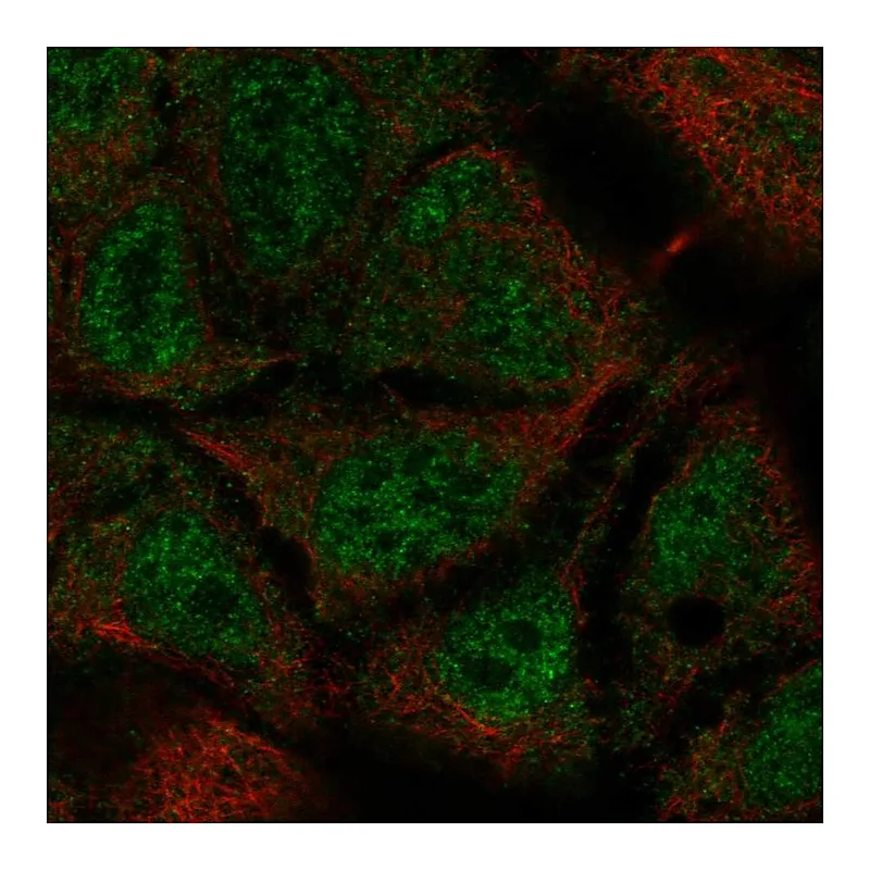 Atlas Antibodies Anti-TEX40 Antibody