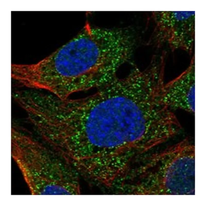 Atlas Antibodies Anti-TEX38 Antibody