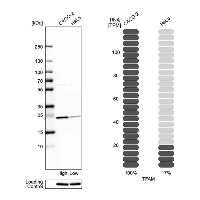 Atlas Antibodies Anti-TFAM Antibody