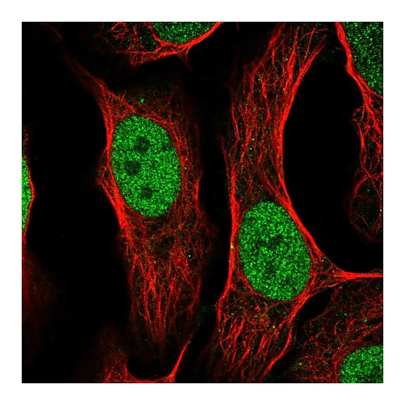 Atlas Antibodies Anti-TFAP2C Antibody