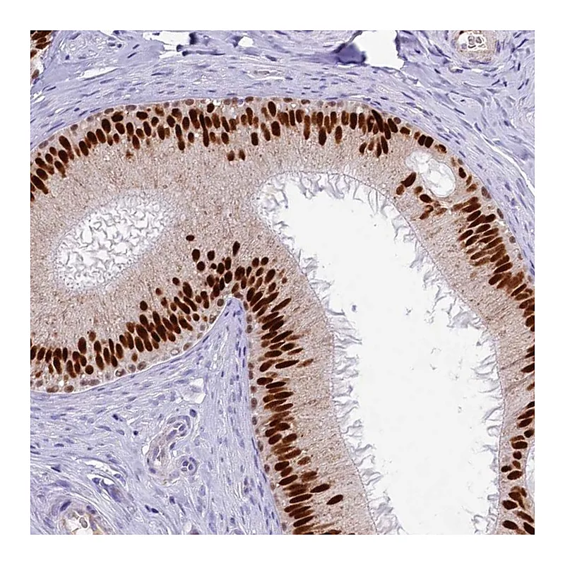 Atlas Antibodies Anti-TFAP2B Antibody