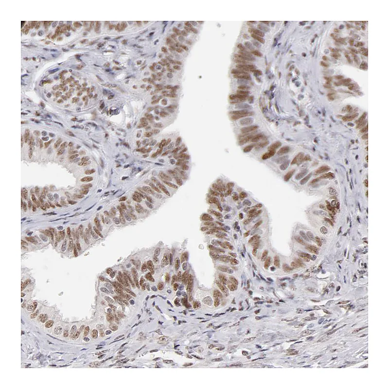 Atlas Antibodies Anti-TFAP4 Antibody