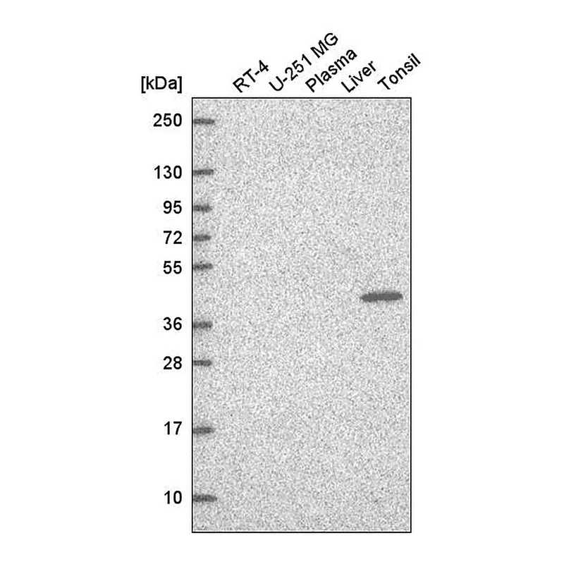 Atlas Antibodies Anti-TFCP2 Antibody