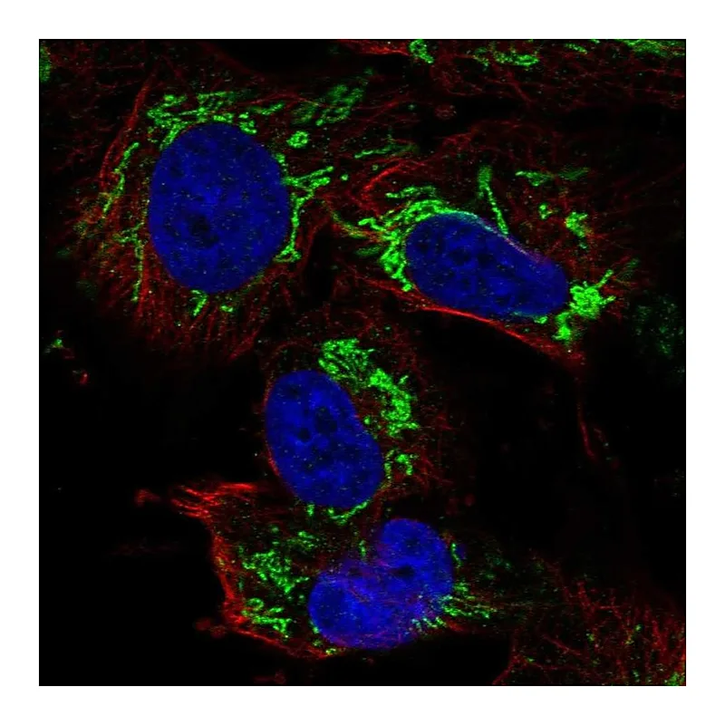 Atlas Antibodies Anti-TFB2M Antibody