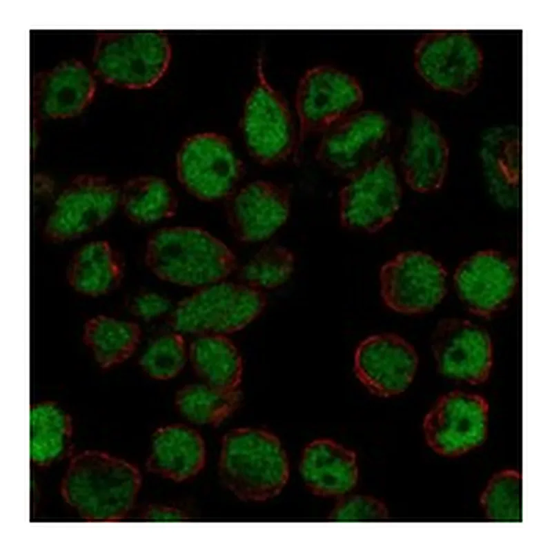 Atlas Antibodies Anti-TFDP2 Antibody