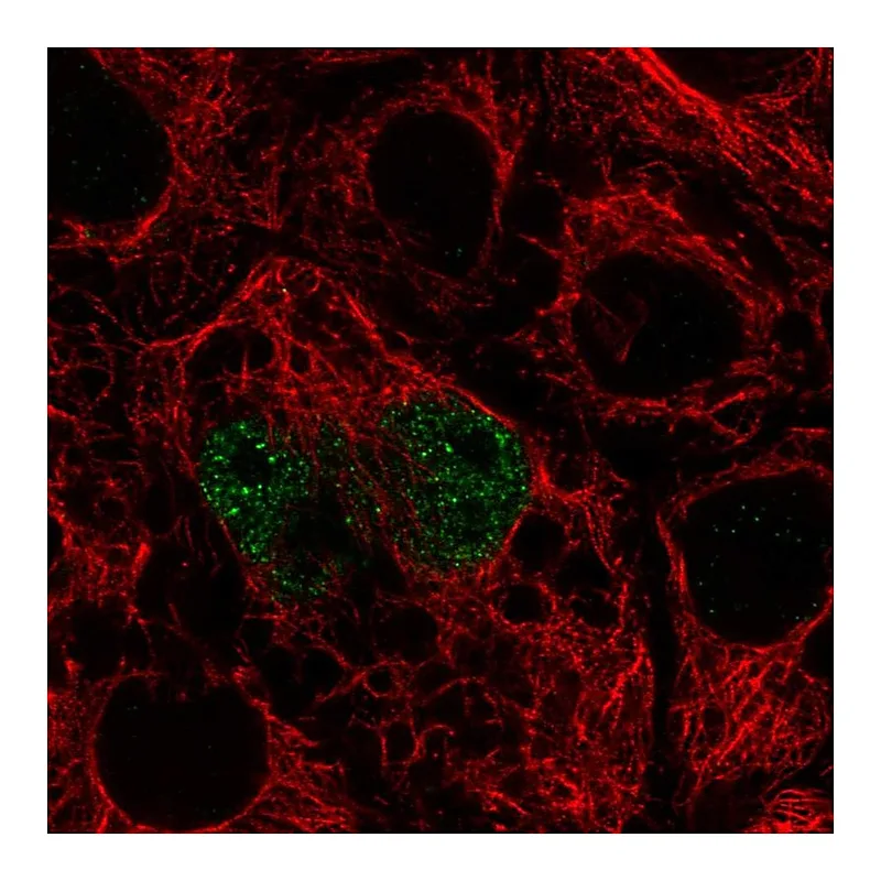 Atlas Antibodies Anti-TFEC Antibody