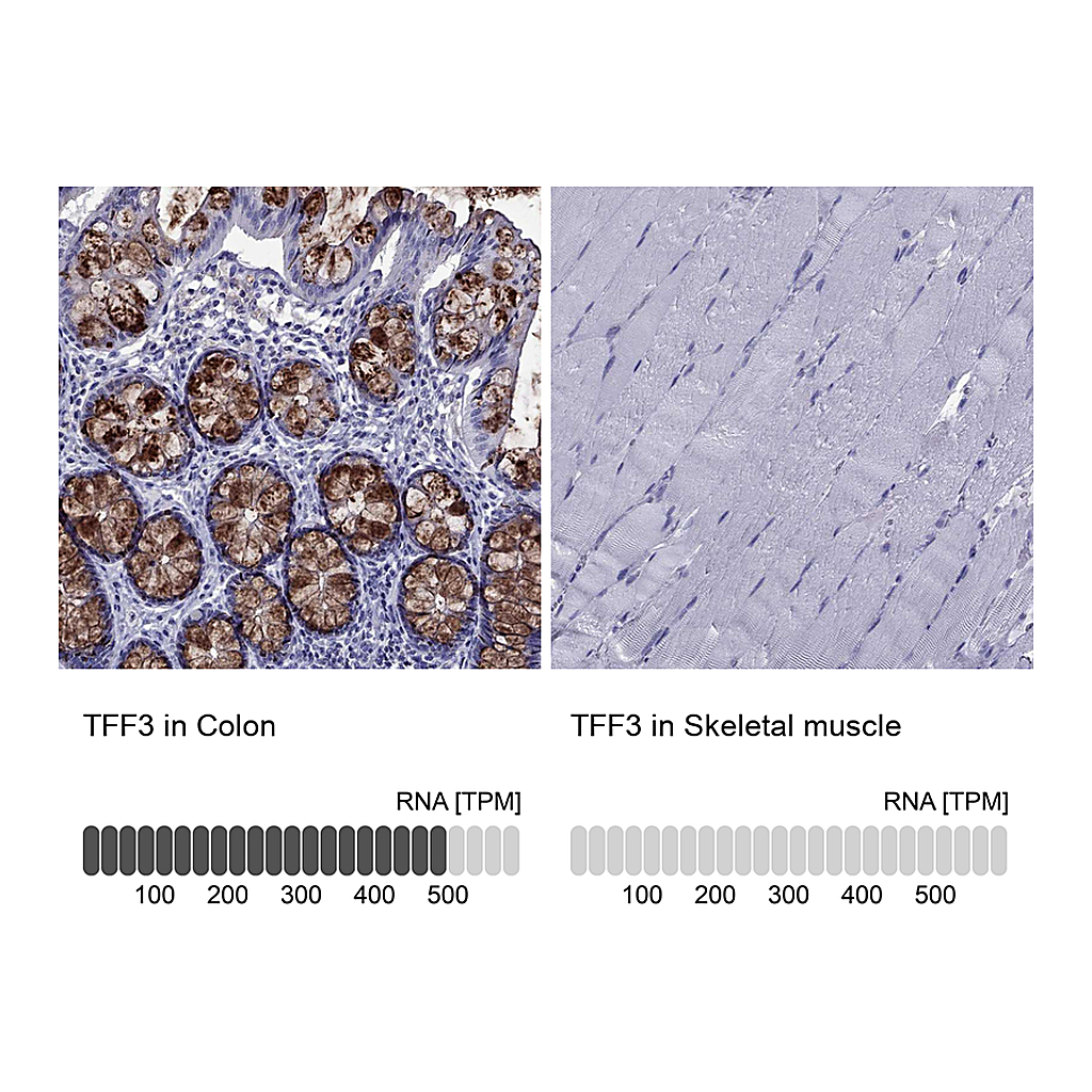 Atlas Antibodies Anti-TFF3 Antibody