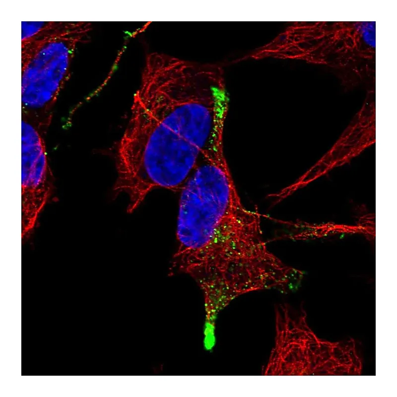 Atlas Antibodies Anti-TGFB3 Antibody
